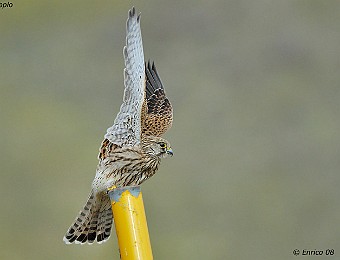 Animali 345